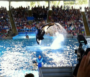 SeaWorld Orlando - One Ocean Show