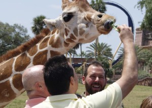 Busch Gardens Tampa Bert the Conqueror